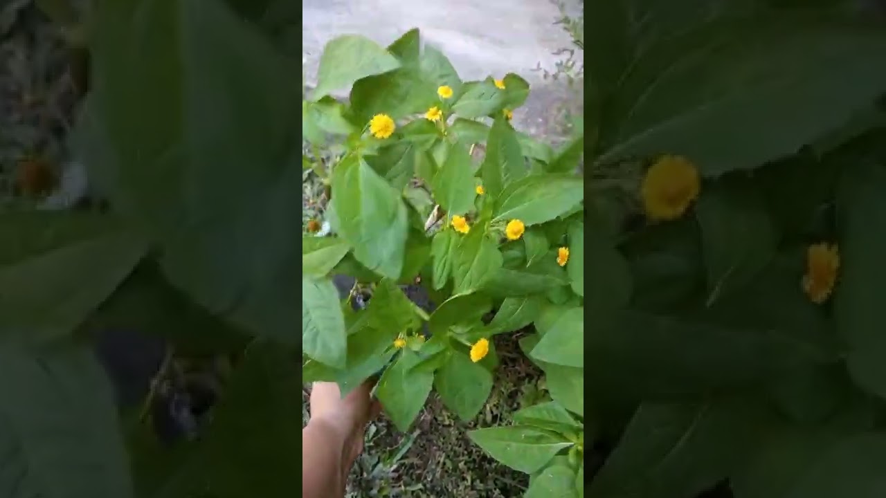 bot&atilde;o- de-ouro