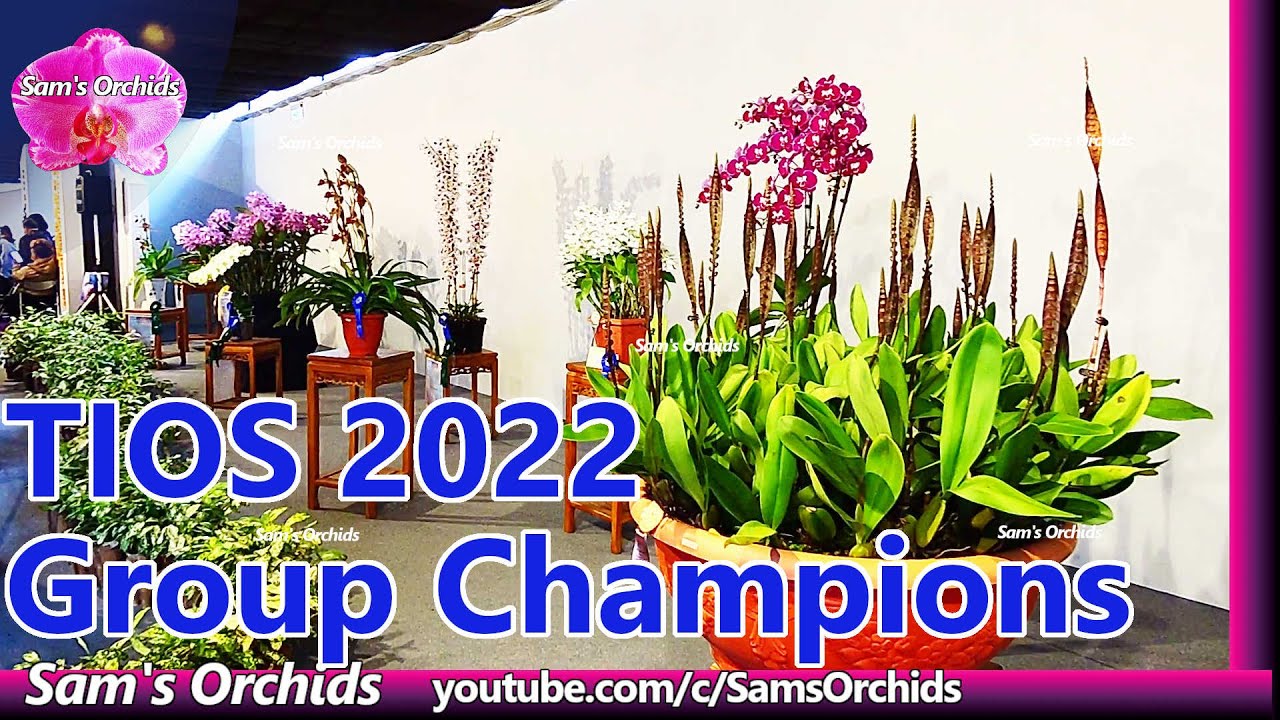 Taiwan International Orchid Show (TIOS) 2022 group champions