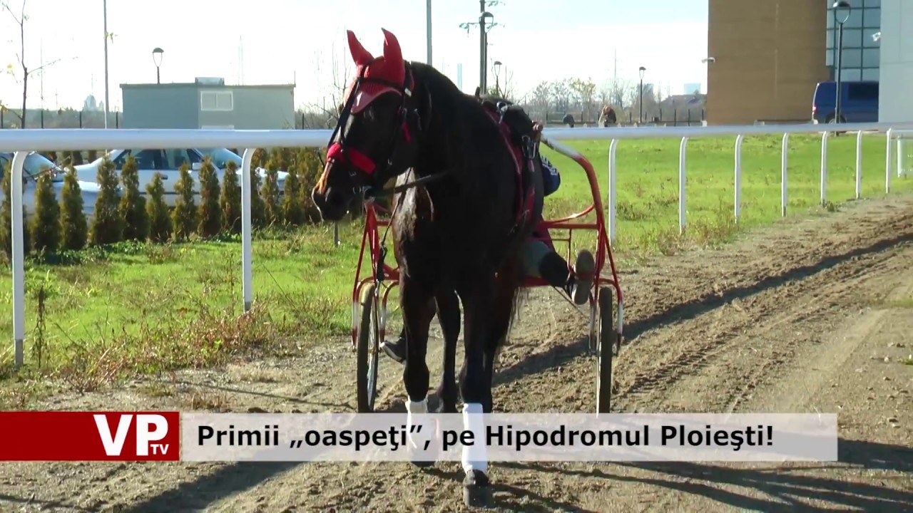 Primii „oaspeţi”, pe Hipodromul Ploiesti! Caii de rasa