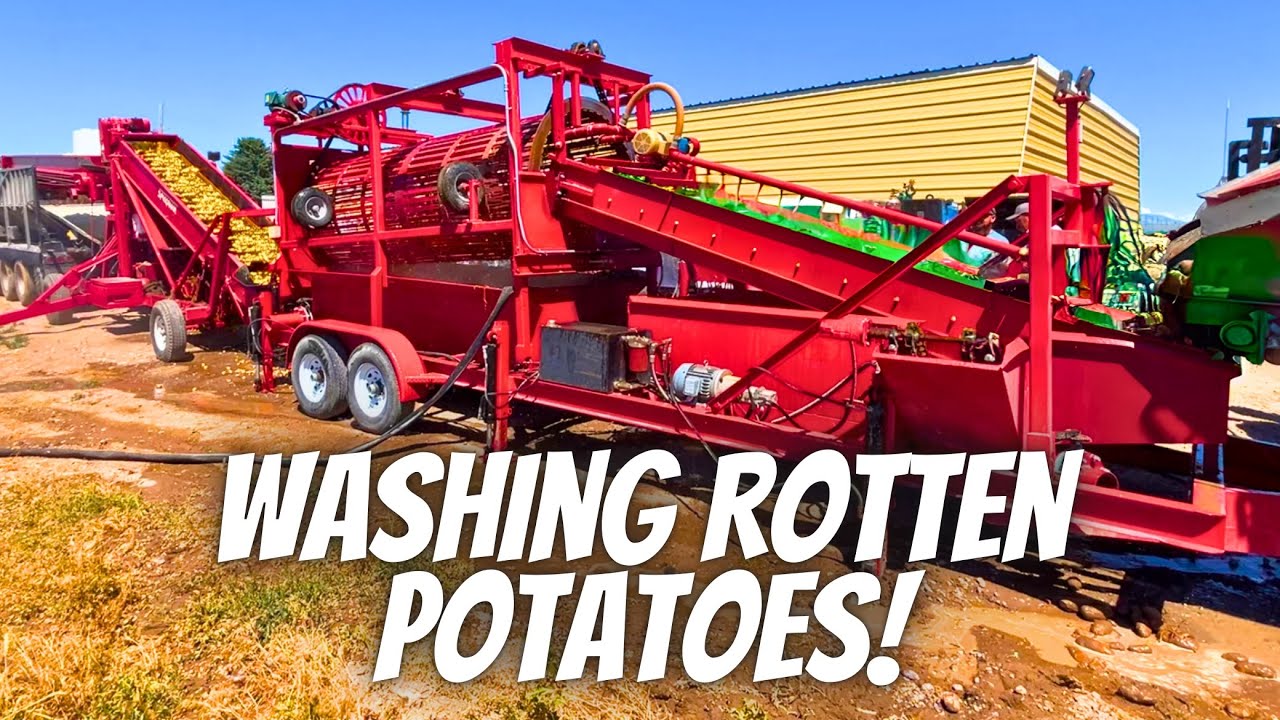 Can we wash the rot off of our potatoes?