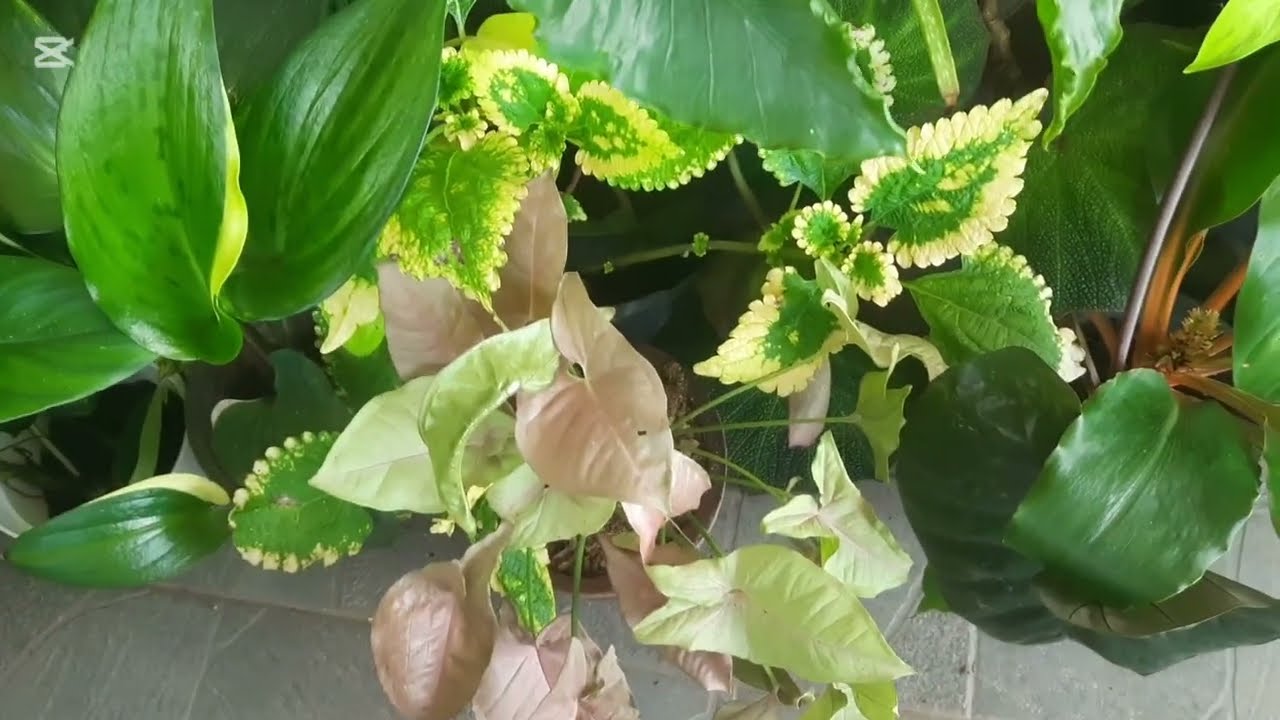 ලස්සන පැල ගන්න එන්න. Plant  sale 6.    WhatsApp 0716940569    