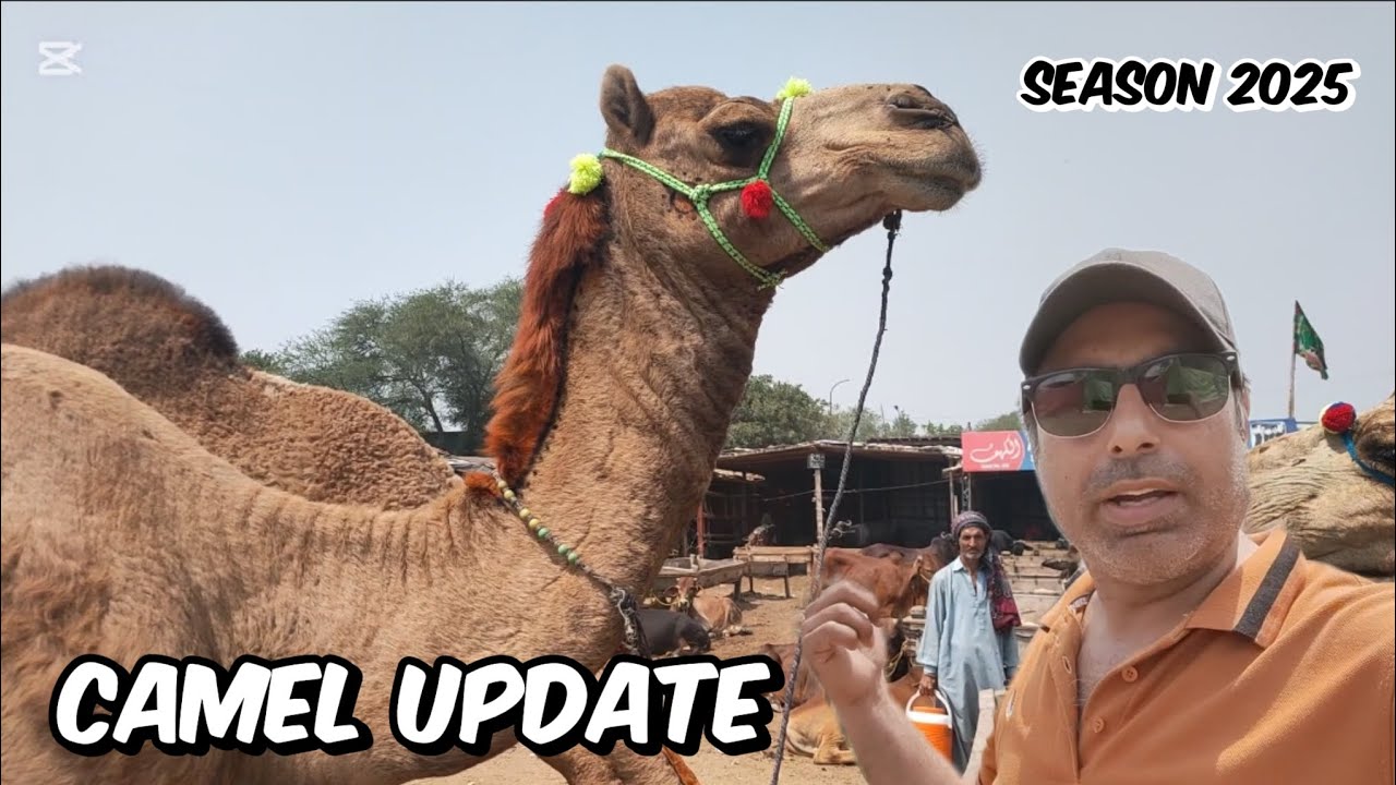Camel mandi update  | camel k rates | shapur kanjra mandi lahore Pakistan