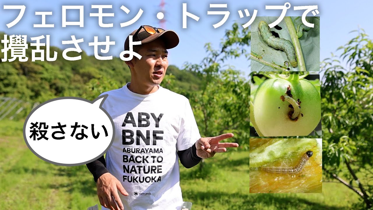 性フェロモンで害虫駆除！ヨトウ、シンクイムシ、タバコガ、コナガなどなど【無農薬!?】