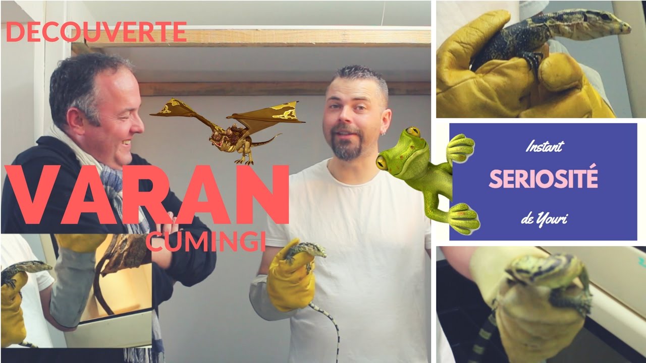 D&eacute;couverte du VARAN CUMINGI un tr&egrave;s grand LEZARD