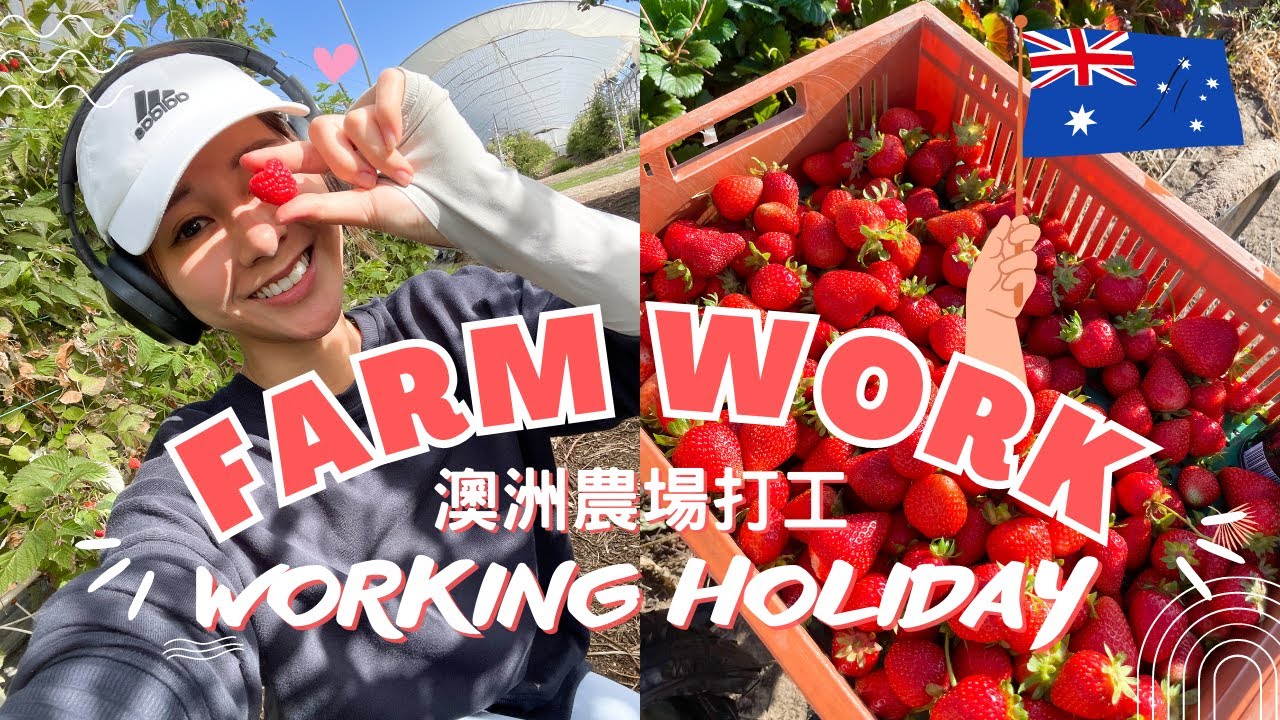 🇦🇺AU Working Holiday | 港女農場打工日記👩🏻‍🌾🍓🫐 | 跟我去農場返一日工!! | 澳洲打工度假VLOG✨ | Australia WHV Farm Work🍓 |