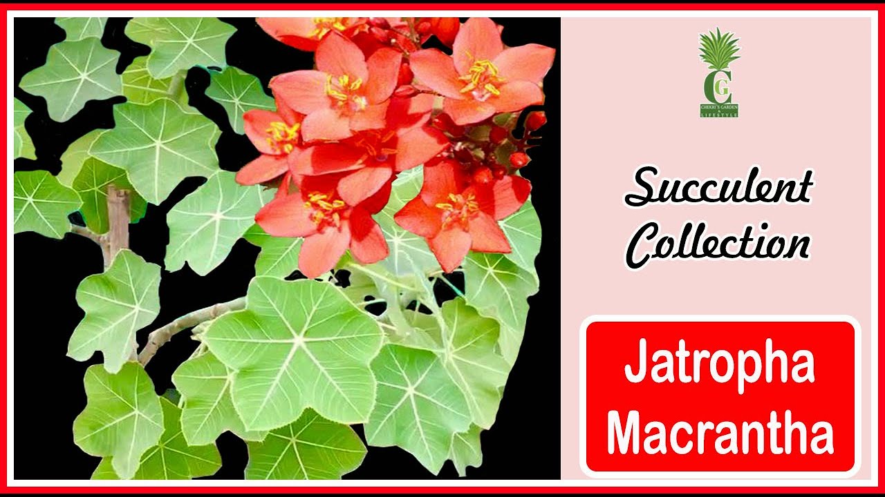 Jatropha Macrantha (Cactus and Succulents)