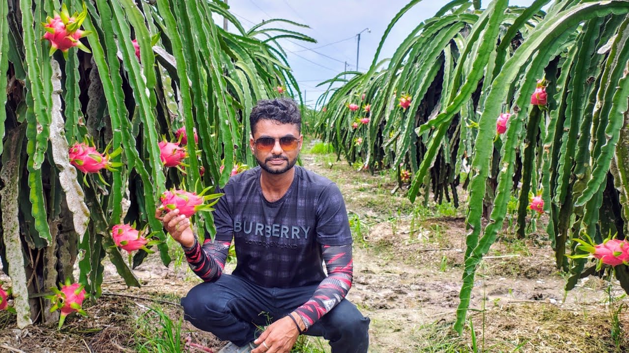 The Most Cultivated Variety of Dragon Fruit in Vietnam| WhatsApp 8571930967 