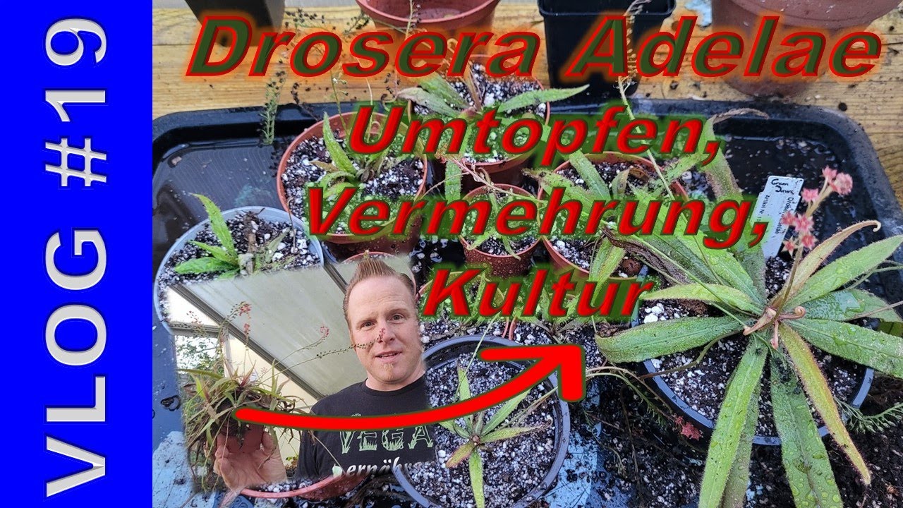 VLOG #Drosera19 - Adelae - Umtopfen, Vermehren & Kultur