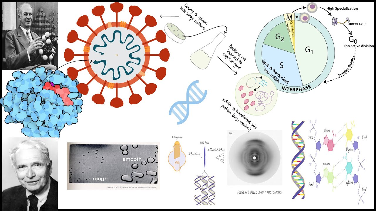 01 | What we will learn in this Chapter | DNA Structure And Analysis