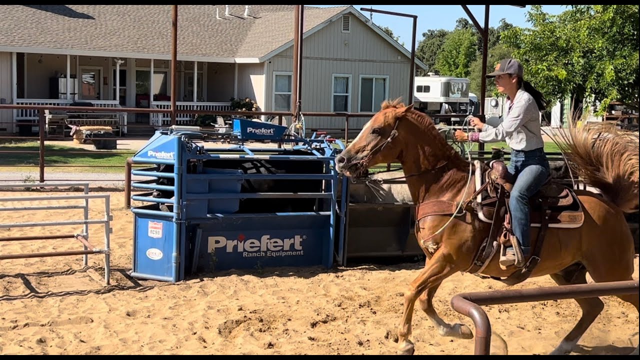 Trying out a new roping horse!