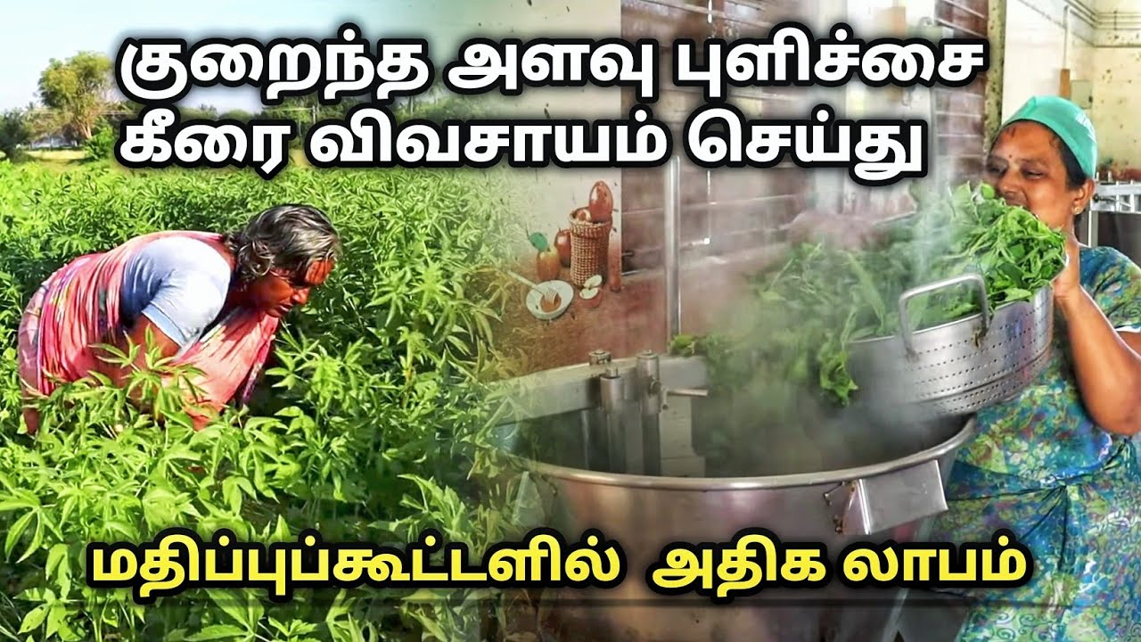 குறைந்த அளவு புளிச்சை கீரை விவசாயம் செய்து மதிப்பு கூட்டல் | gongura pickle manufacturing in tamil