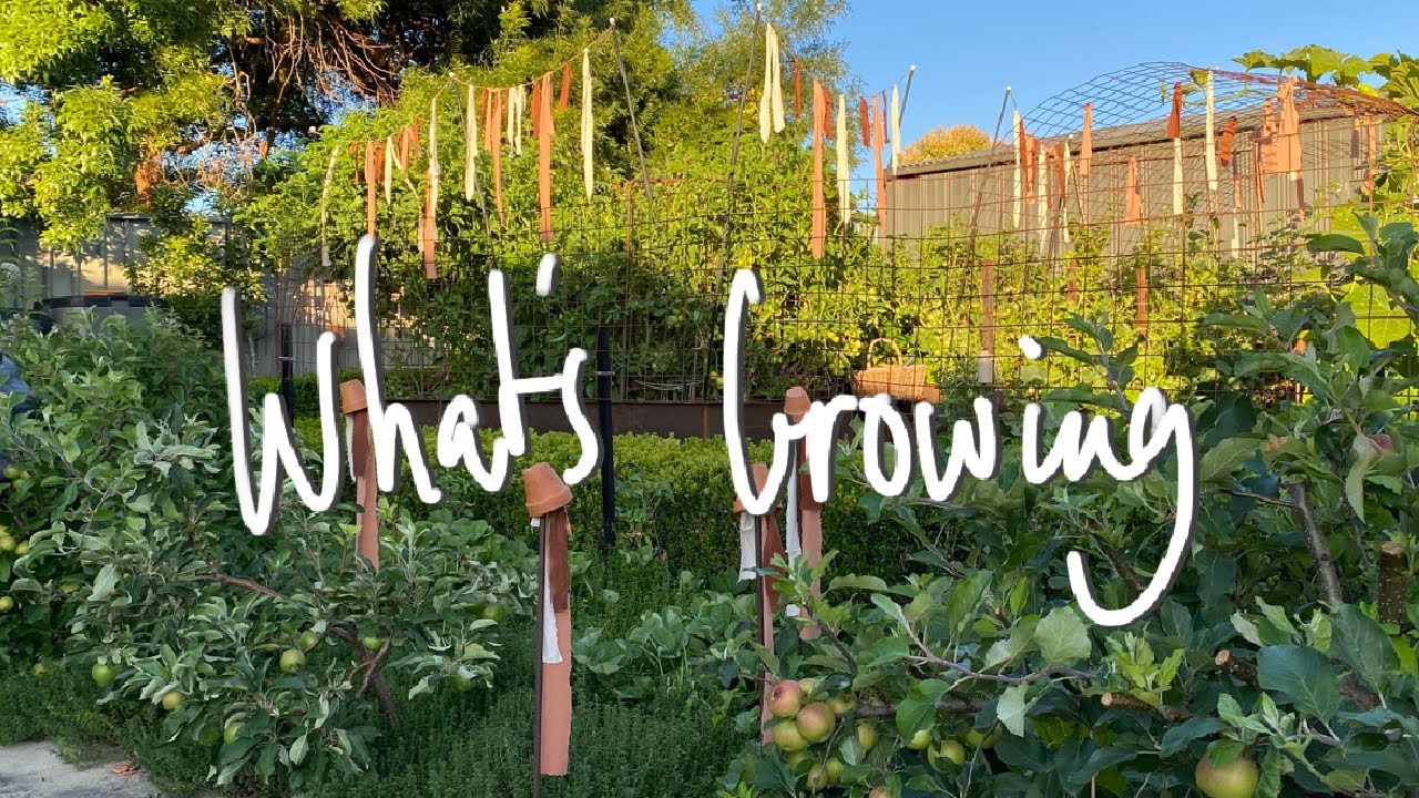 WHAT'S GROWING | SUMMER Vegetable Garden Tour & HARVEST VICTORIA AUSTRALIA | SMALL BACKYARD GARDEN