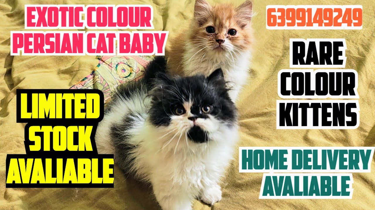 😸PERSIAN EXOTIC KITTENS FOR SALE | TRIPLE COAT PERSIAN CAT | DOLL FACE  PERSIAN CAT | CAT DELIVERY