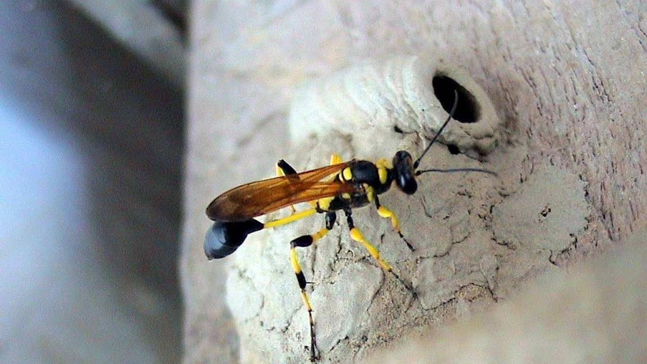 How to Get Rid of Mud Daubers Fast! | 3 Effective Ways