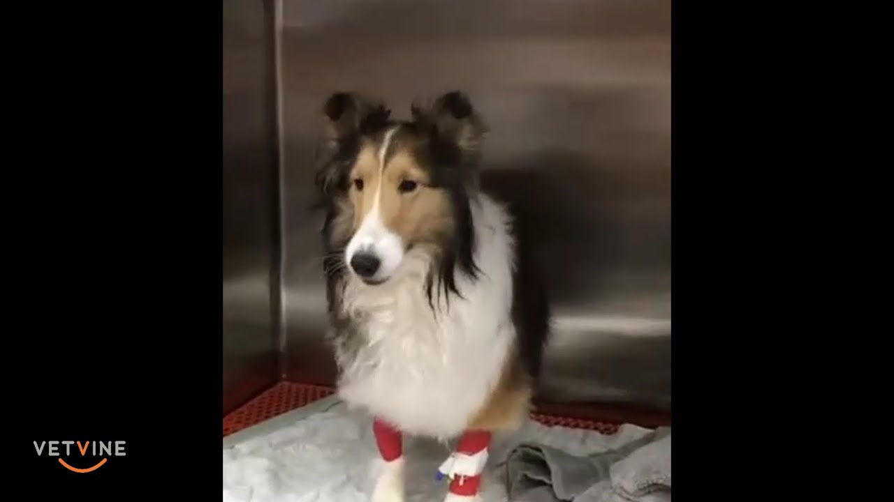 The different types of seizures seen in dogs