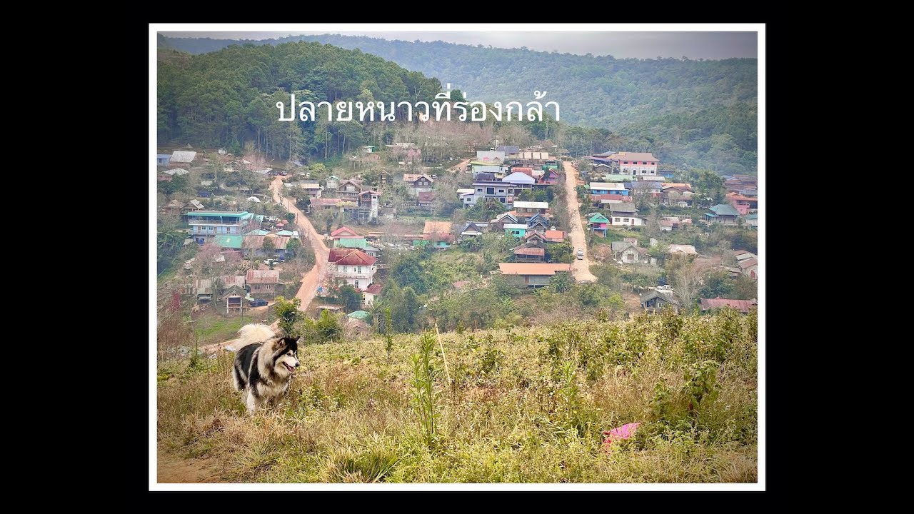 Relax camping time at BangRongKhla - วันเบาๆปลายหน้าหนาวที่ บ้านร่องกล้า | Boszanova |พี่บอสเอง