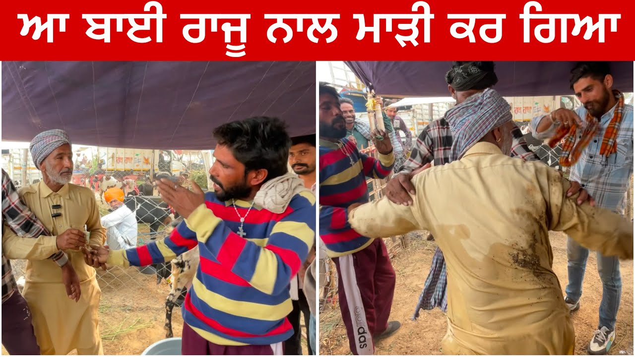 ਆ ਬਾਈ ਰਾਜੂ ਨਾਲ ਮਾੜੀ ਕਰ ਗਿਆ #goatfarming #bakramandi #farming #goats