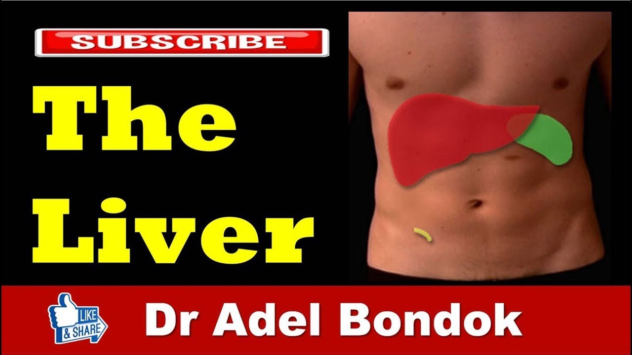 Anatomy of the Liver, Dr Adel Bondok