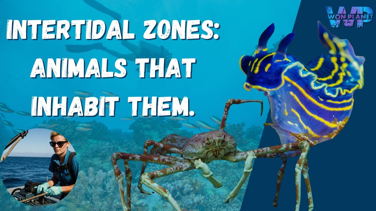 intertidal Zones & The Creatures That Inhabit It.