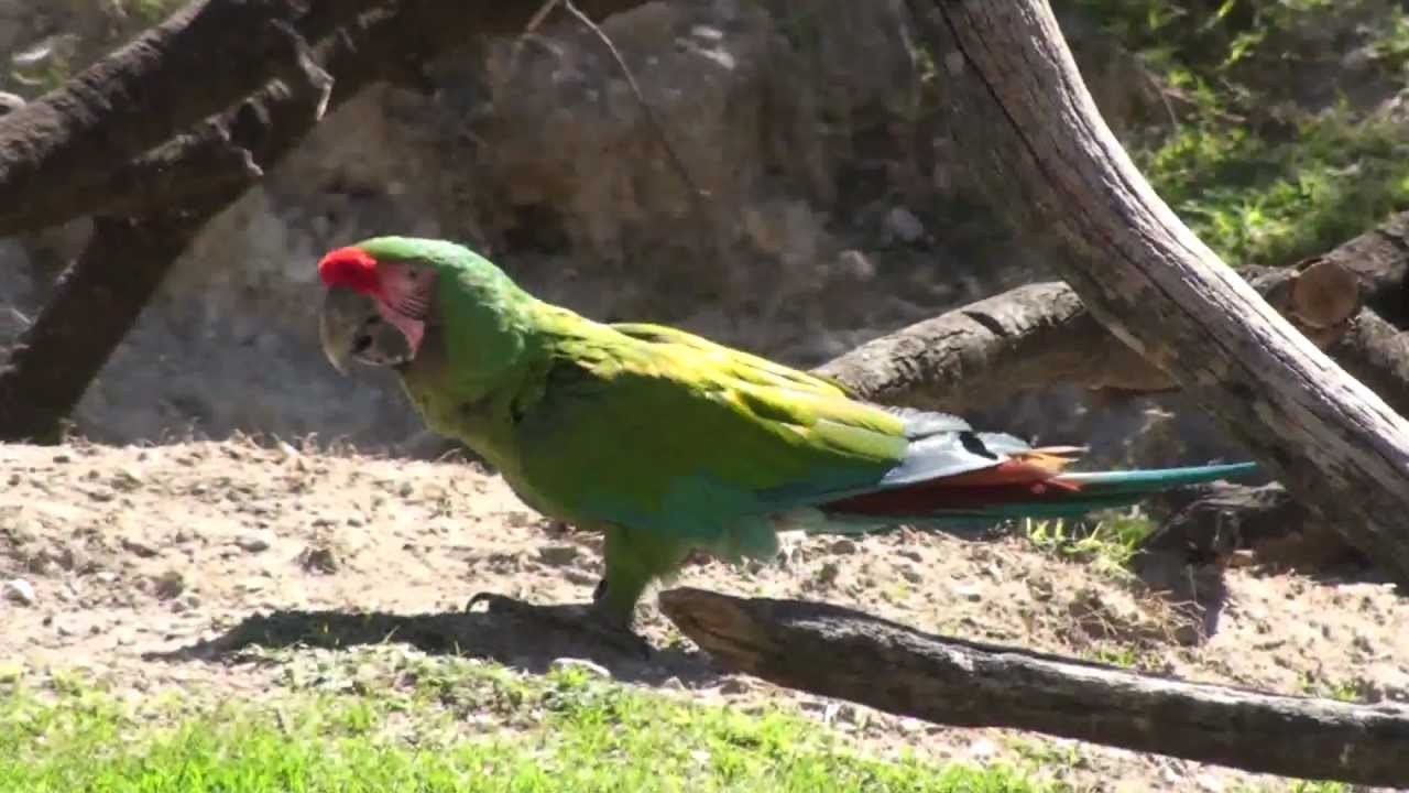Military Macaw, Guacamaya Verde (Ara militaris) 3
