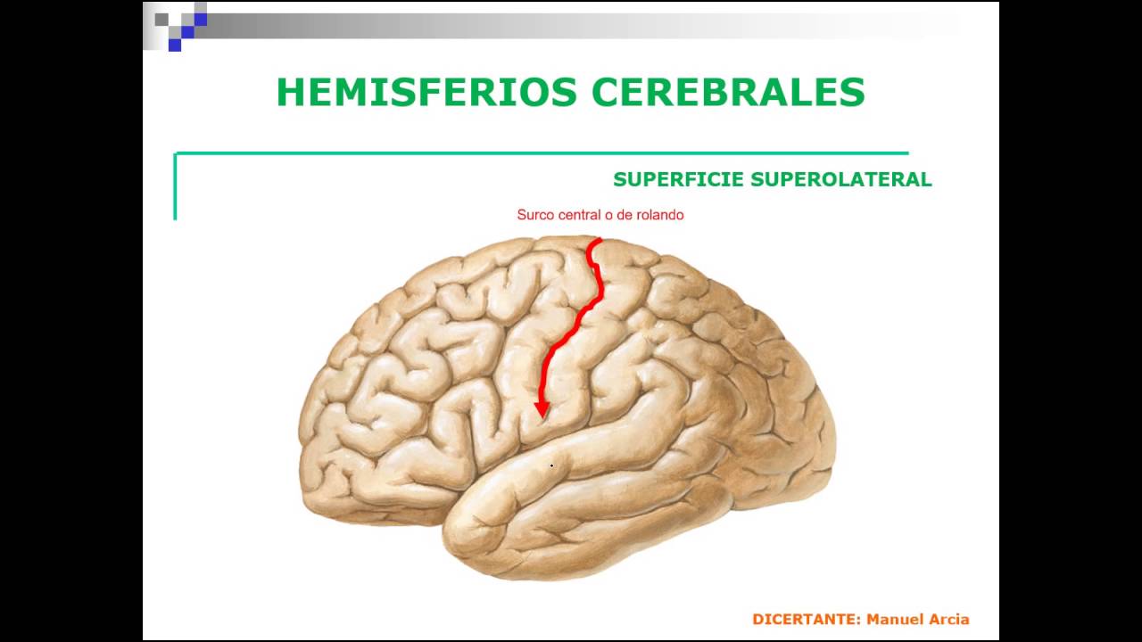 HEMISFERIOS DEREBALES AREAS CORTICALES