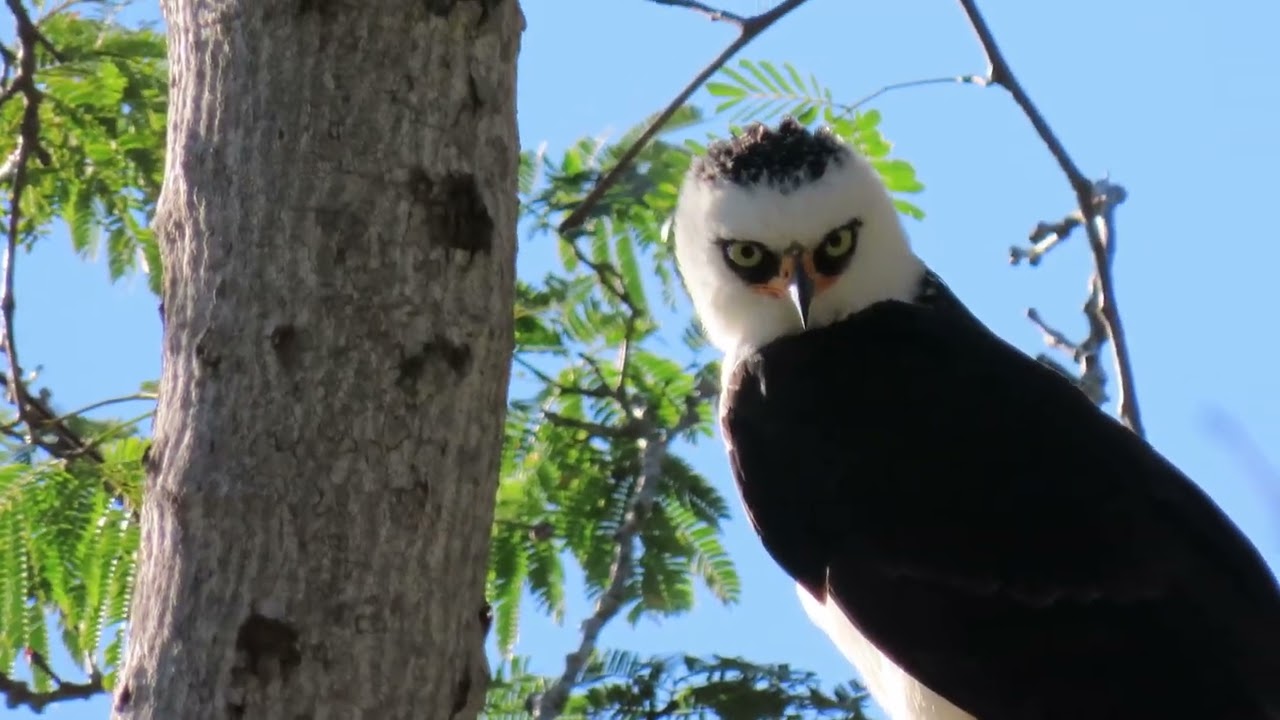 The Black and White Hawk-Eagle