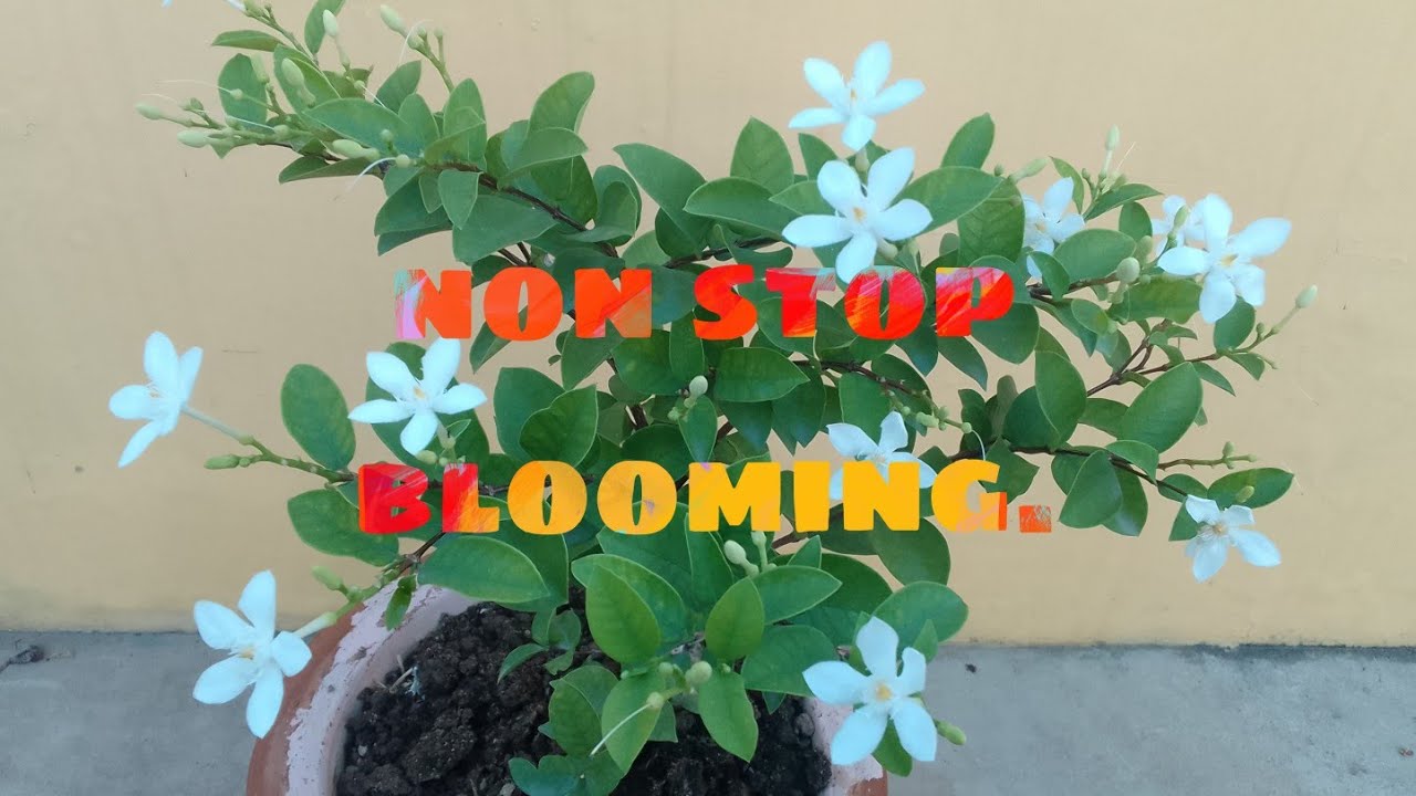 Bhutan malli/Arctic snow flower plant care & fertilizer tips .