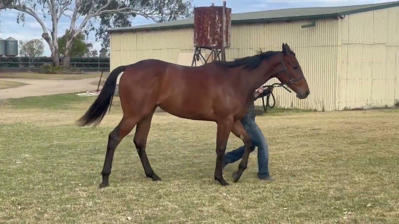 Besmara by Capitalist from Reef Knot