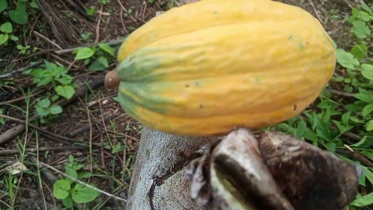 Plantando melancia 🍉 e pepino 🥒 açaí pequi 