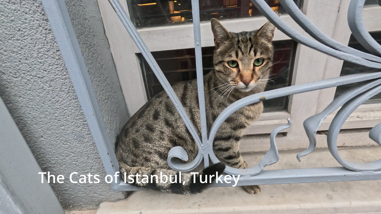 Vlog 38   The Cats of Istanbul, Turkey