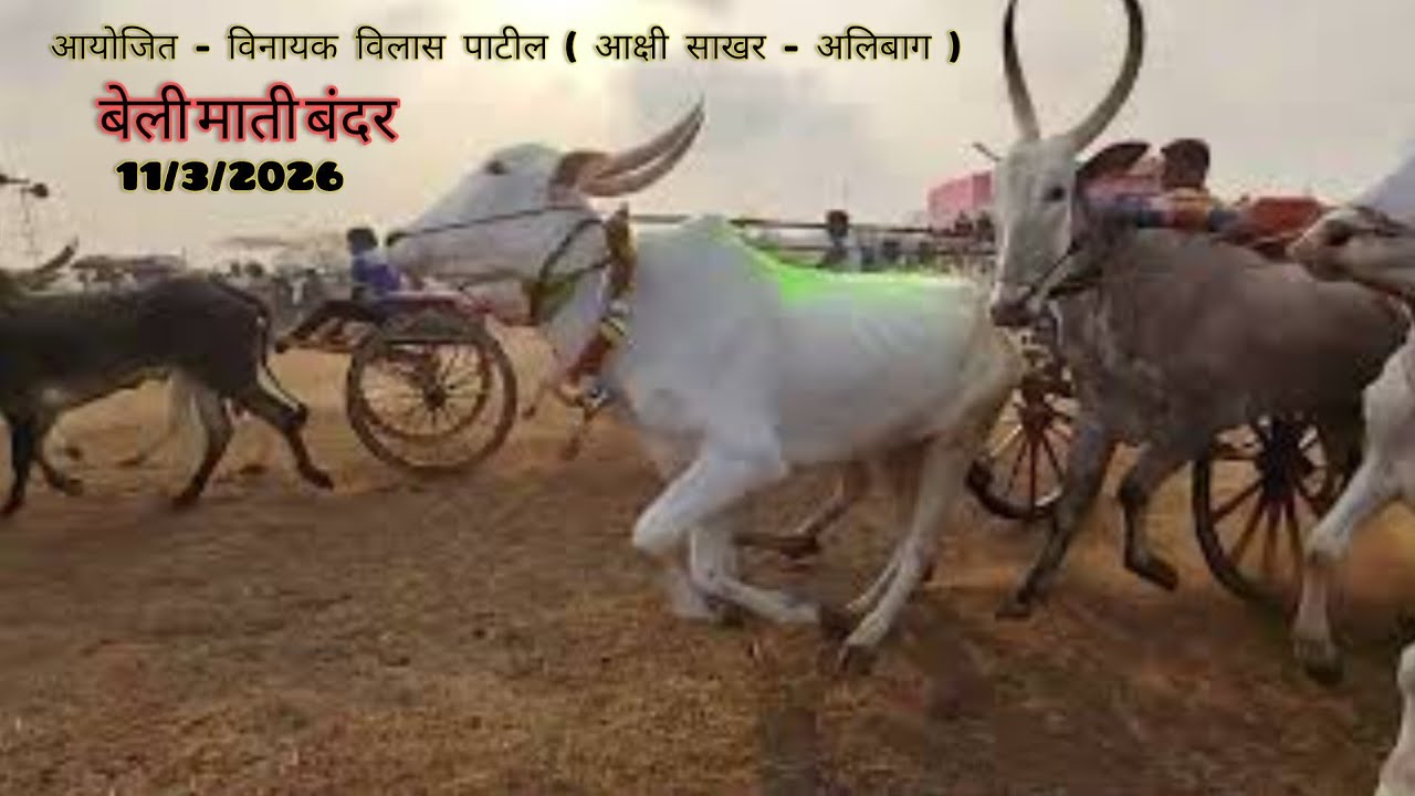 शेवटी लढत झाली || बैलगाड्यांची जंगी शर्यत🏆 || बेली माती बंदर ||अलिबाग #mathur1001 #bailgadasharyat 