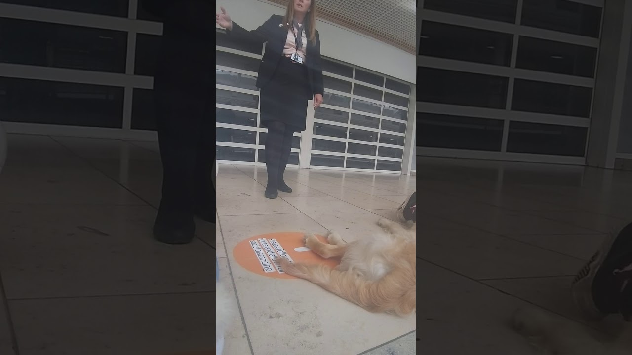 Service dog harassment