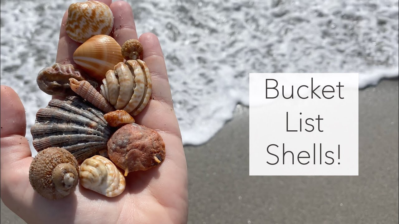 I drove 6 hours for seashells and it was totally worth it! Juno Beach was good to me!