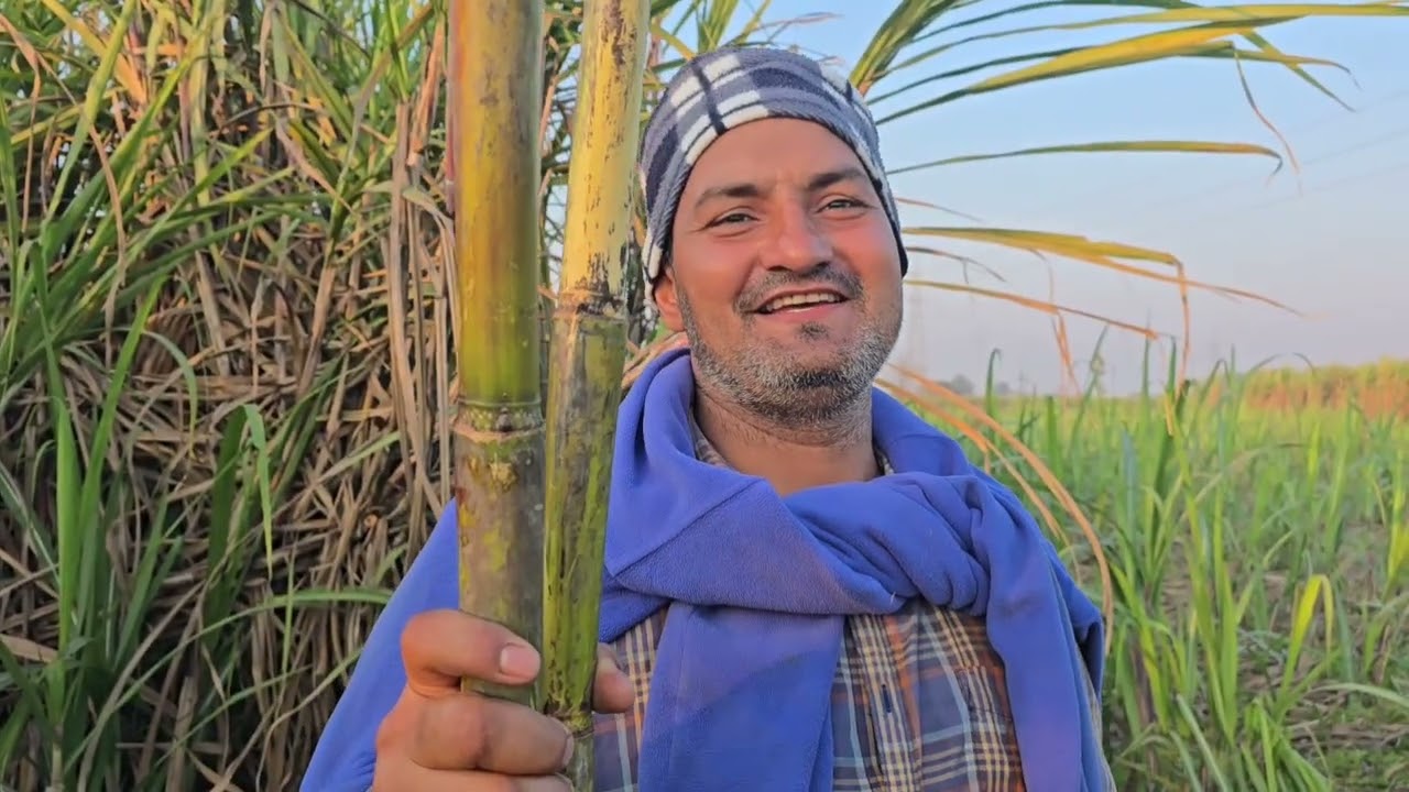 इस गन्ना वैरायटी को समझने की जरूरत है एक बार जो समझ गया वह लेकर जबरदस्त उत्पादन थोड़ी सी मेहनत की..
