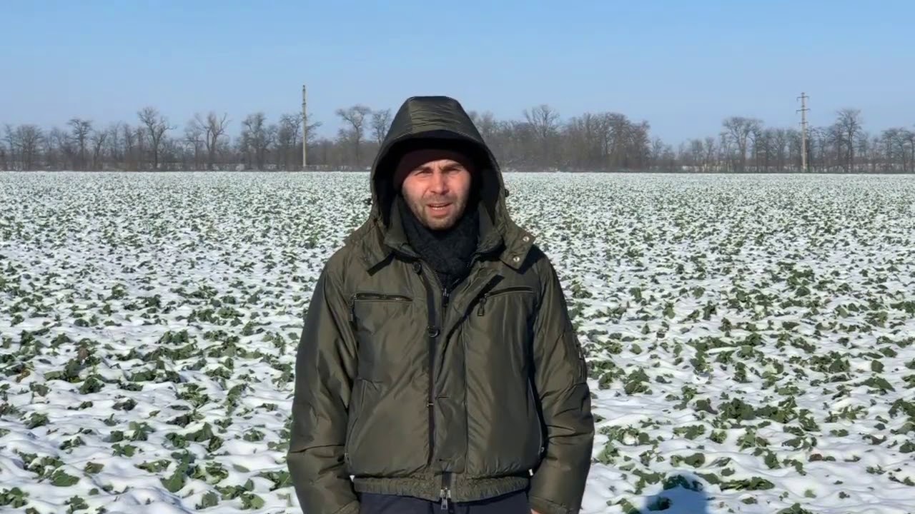 14 января 2021 год. Внесение сульфата аммония на поливных землях.