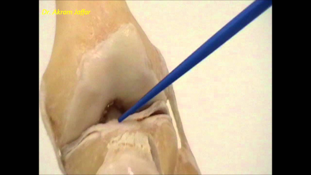 Anatomy of the knee joint