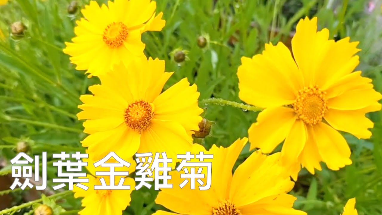 劍葉金雞菊,月見草