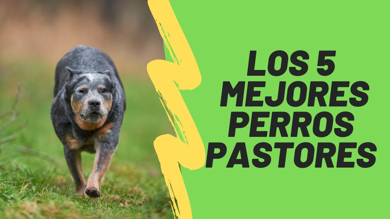Los 5 mejores perros pastores