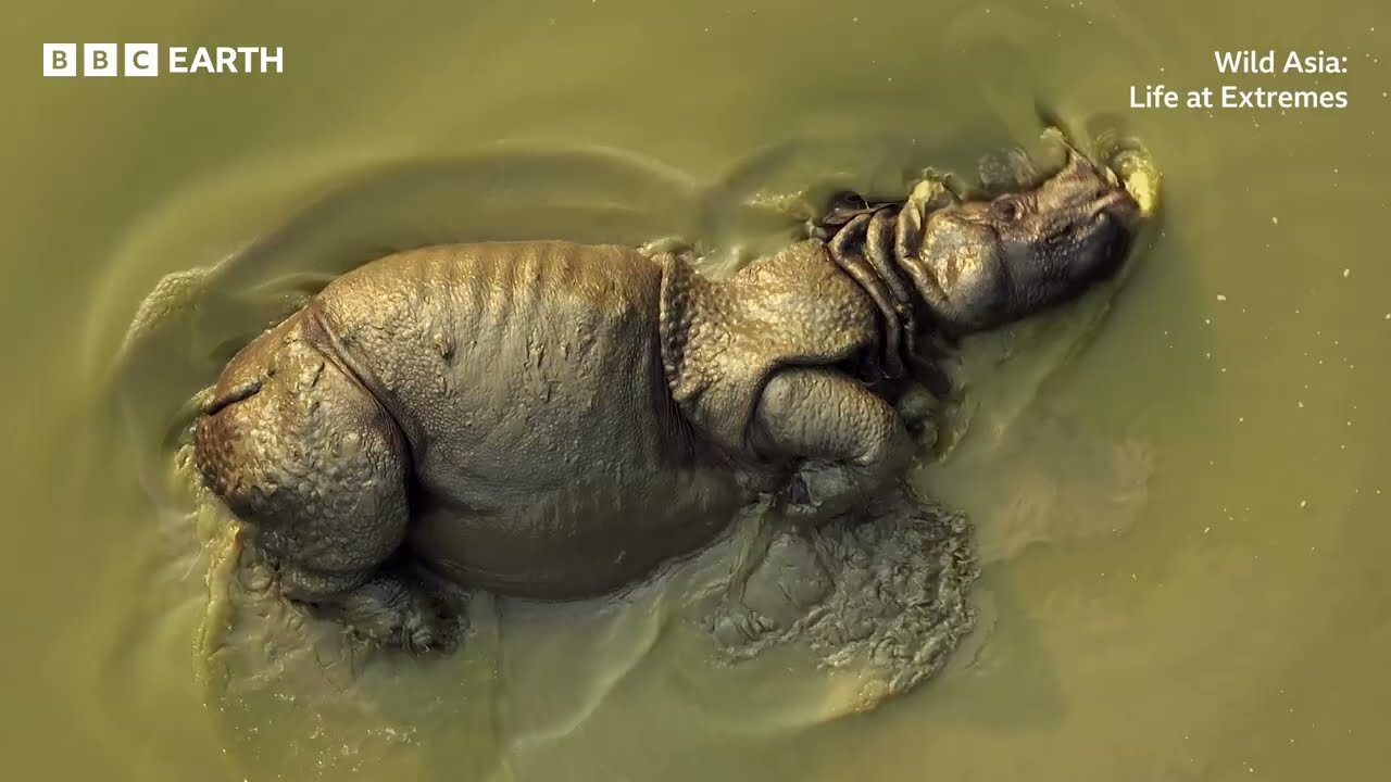 Wild Asia: Life at Extremes | BBC Studios