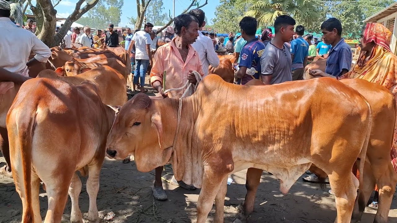 ১৩ অক্টোবর 2025 | প্রচুর চাহিদা সম্পন্ন শাহীওয়াল জাতের ষাঁড় বাছুর গরুর দাম | রানীগঞ্জ হাট | থেকে