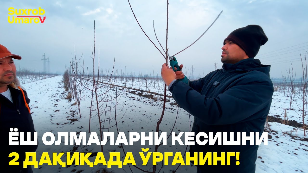 Бўйини назорат қилиб, ҳосилга тайёрлаш усули! #suxrobumarov #olma