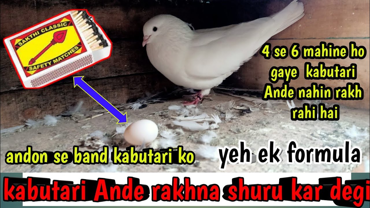 3 Se 4 Mahine Hogay He Madi Kabutari andon se band ho gai hai to video dekhne Jarur#Asifpigeontips