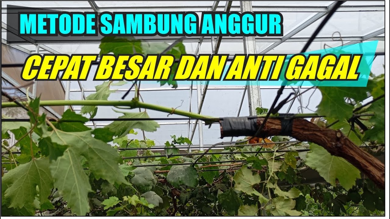 METODE SAMBUNG ANGGUR CEPAT BESAR DAN ANTI GAGAL