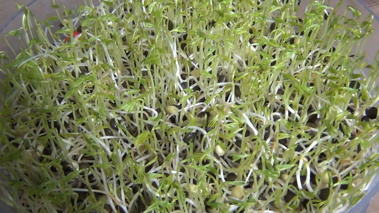 Teil 4c: Schwarze Linsen (Beluga) - Anleitung für Sprossen, Keimlinge & Grünkraut
