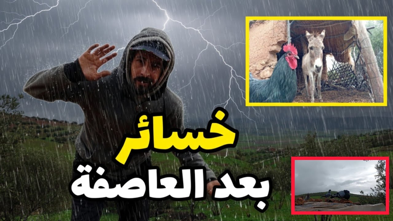 تسرب الامطار الى مساكن الحيونات أمطار غزيرة في البادية ومعركة البقاء 