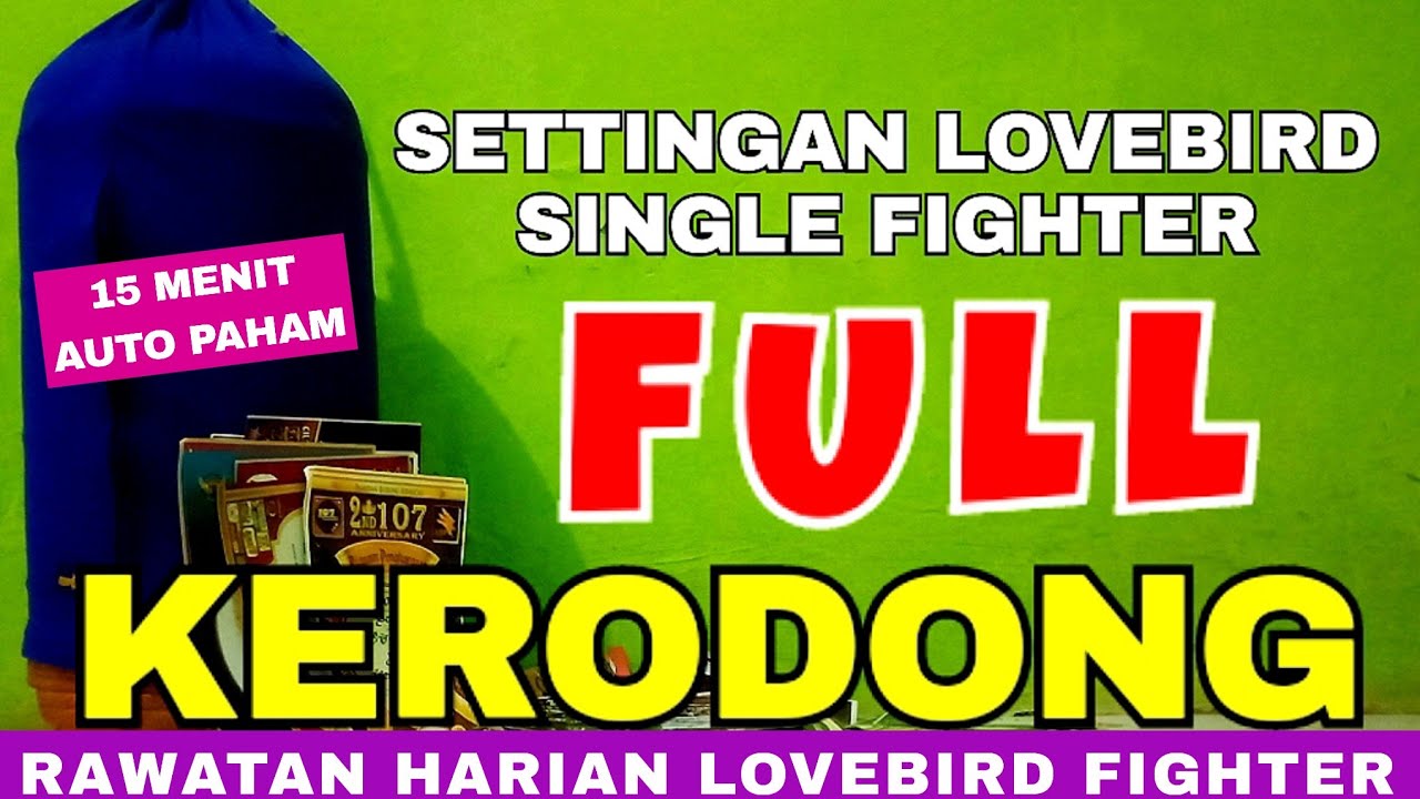 Settingan Jitu Lovebird Betina Full Kerodong || Settingan Lovebird Fighter