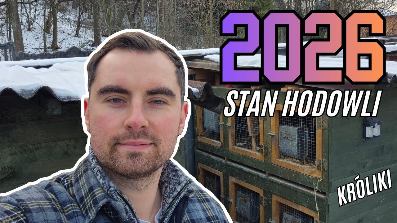 Hodowla KRÓLIKÓW - Zaczynamy sezon 2026