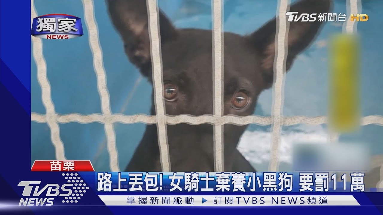 路上丟包! 女騎士棄養小黑狗 要罰11萬