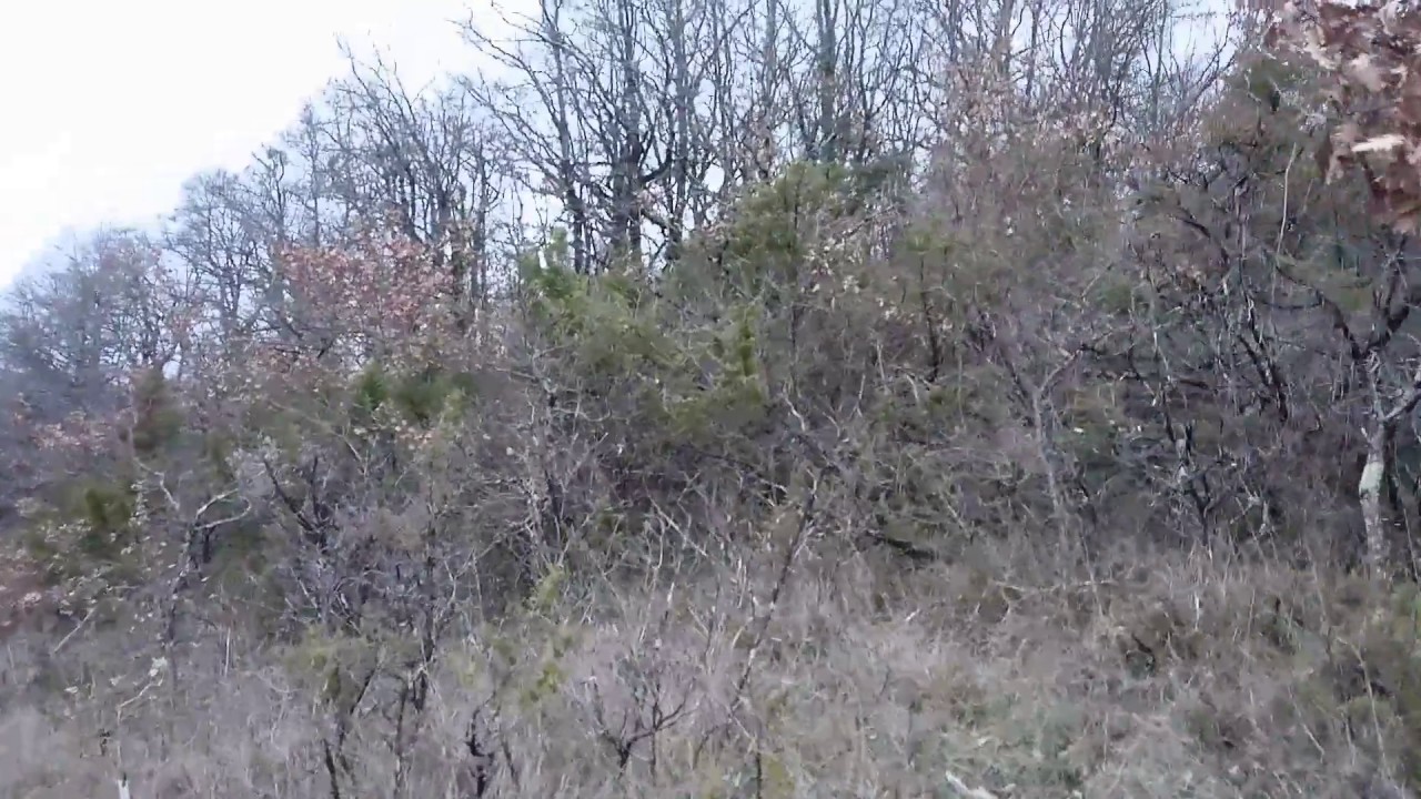 Teckel poil dur des petites du causse lancer sur sanglier