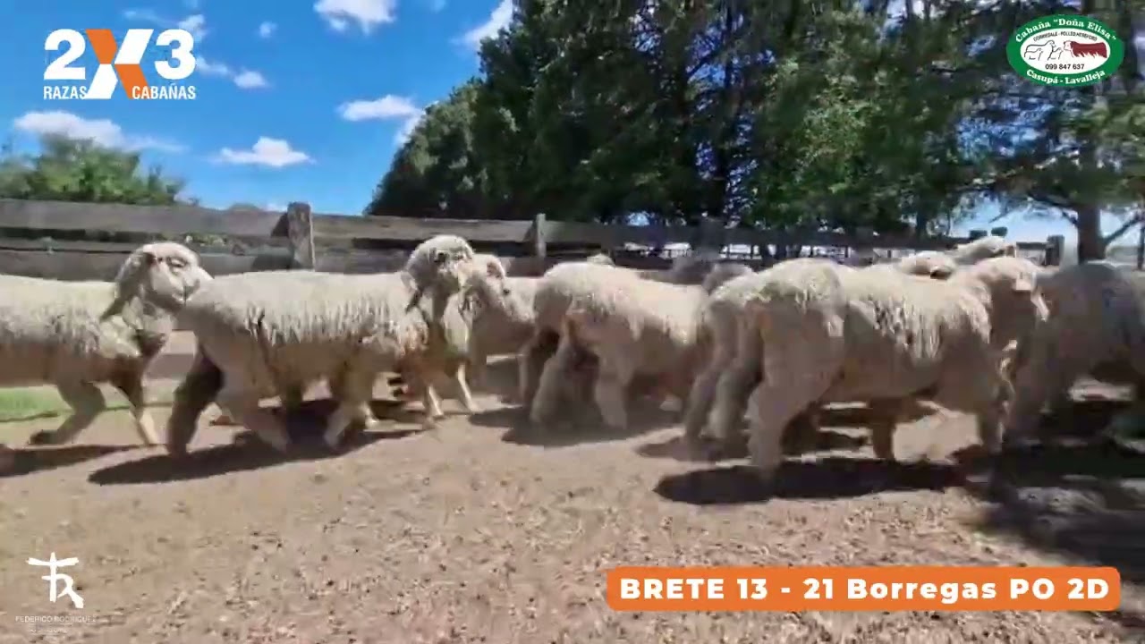 2x3 - Doña Elisa - Brete 13 - 21 Borregas PO 2D
